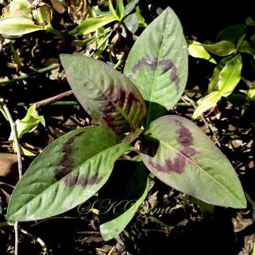  Leaves with brown patch (Adaxial View)